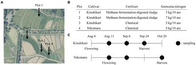 Massively parallel single-cell genomics of microbiomes in rice paddies